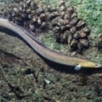 Freshwater eels