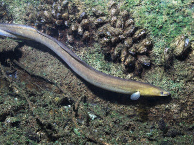 A Freshwater Eel