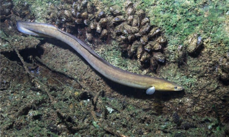 freshwater eel in clean water
