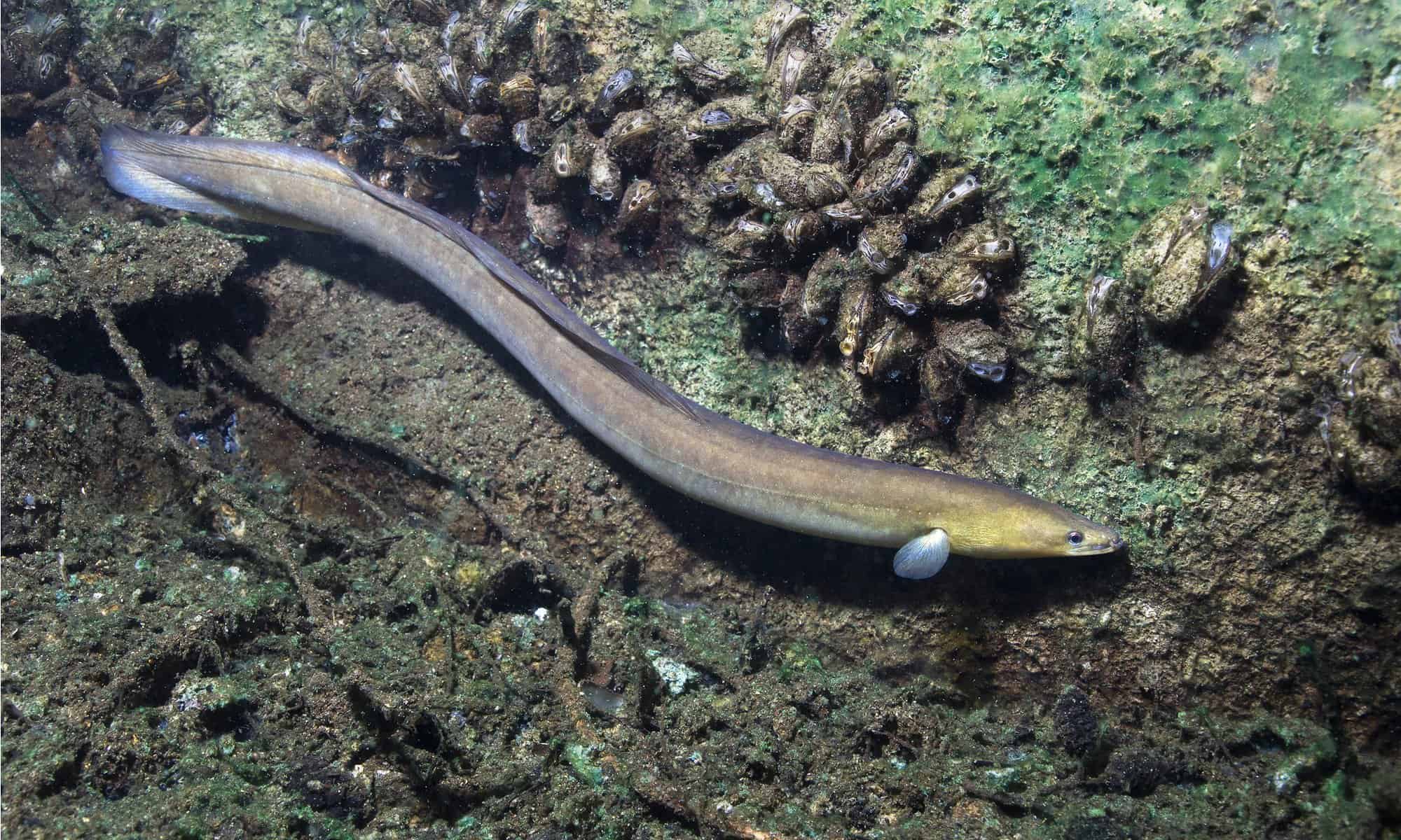 What Water Do Eels Live In At Lucile Hart Blog What Water Do Eels Live In At Lucile Hart Blog