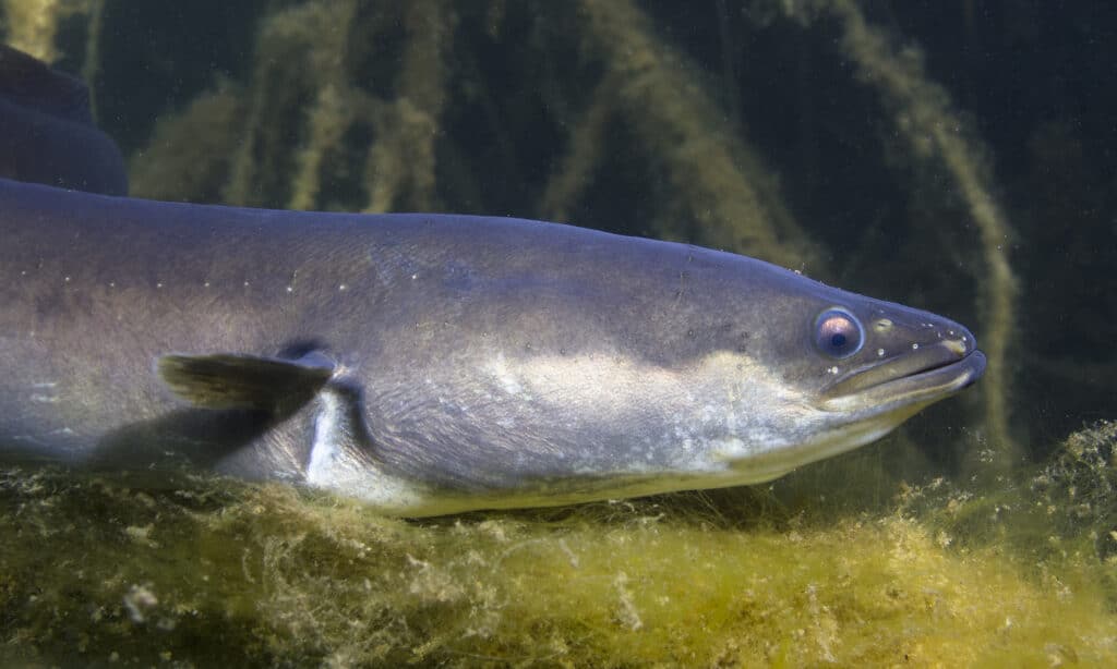 closeup of a freshwater eel