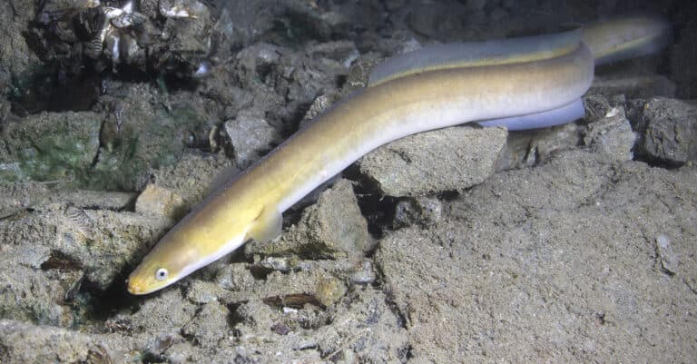 freshwater eel in clean water