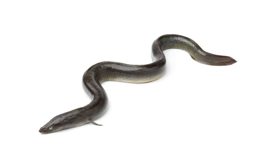freshwater eel isolated on white background