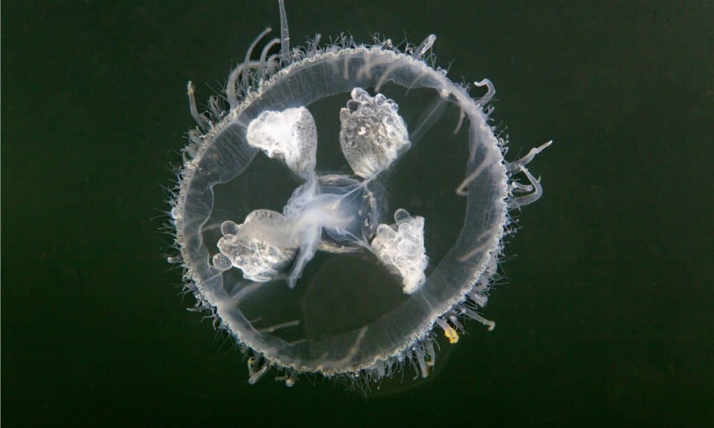 freshwater jellyfish