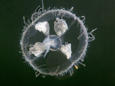 Freshwater Jellyfish Picture