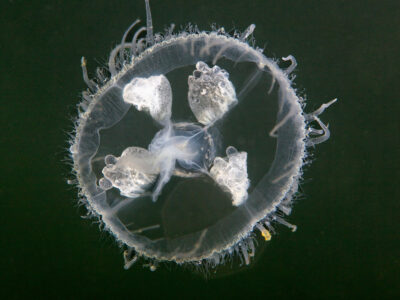 freshwater jellyfish