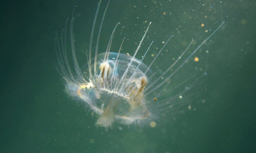 Freshwater jellyfish in the sea. 