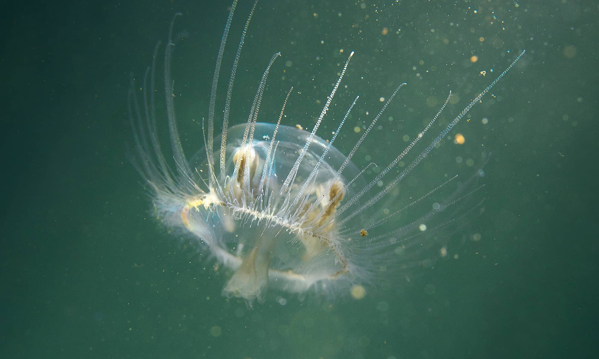 Freshwater Jellyfish - A-Z Animals