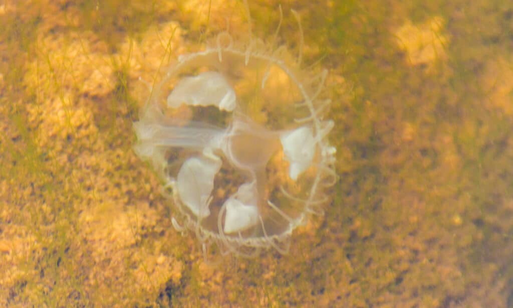 freshwater jellyfish
