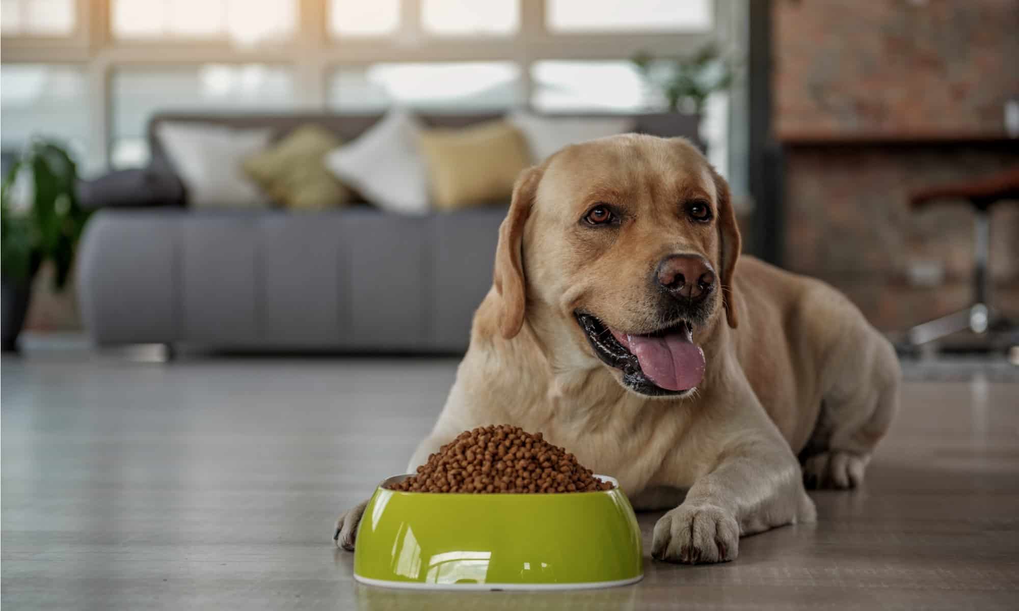 Best Dog Food For Dogs With Diarrhea