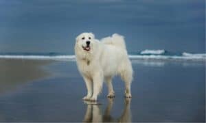 Discover the 25 Most Popular Large, White Dog Breeds photo