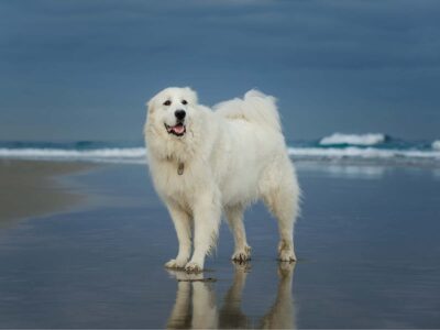 A Discover the 25 Most Popular Large, White Dog Breeds