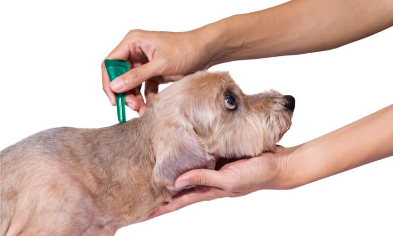 frontline flea and tick prevention