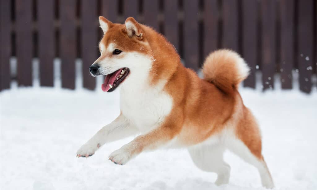 A Shiba Inu gracefully playing in snow.  