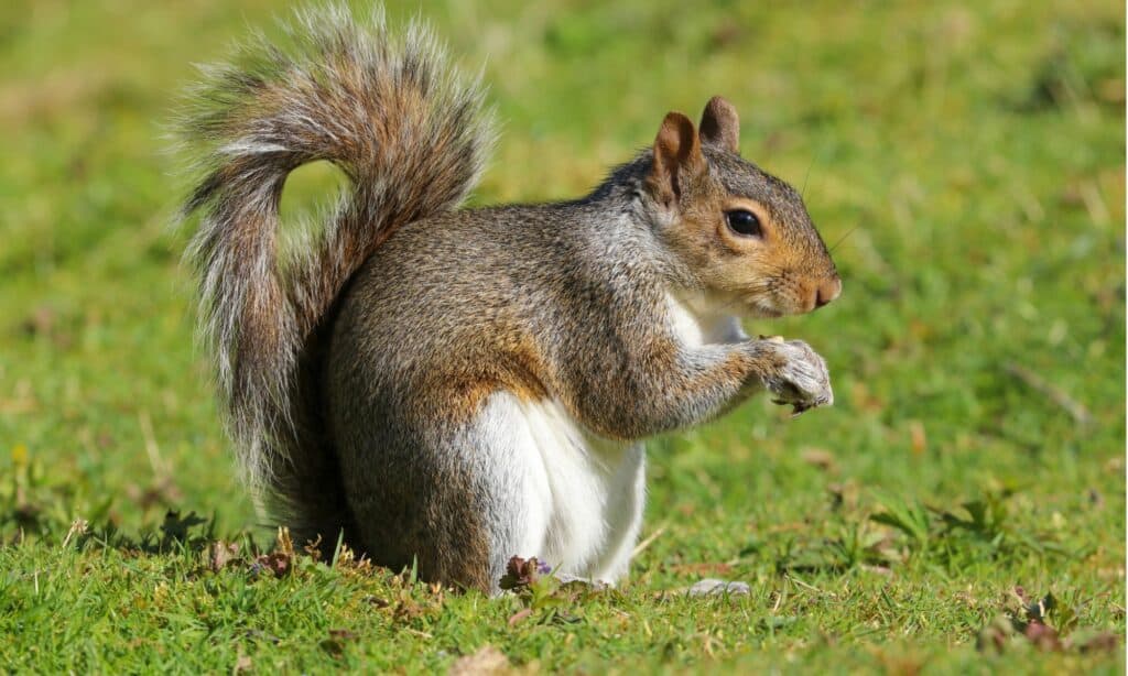 Eastern Gray Squirrel sitting in the lawn grass holding a nut.