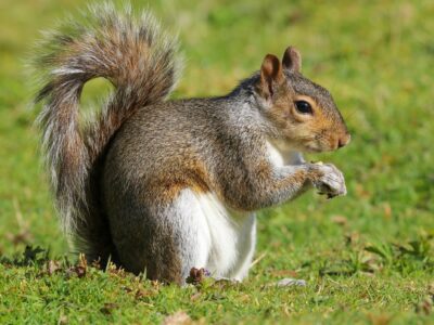 Eastern Gray Squirrel Picture