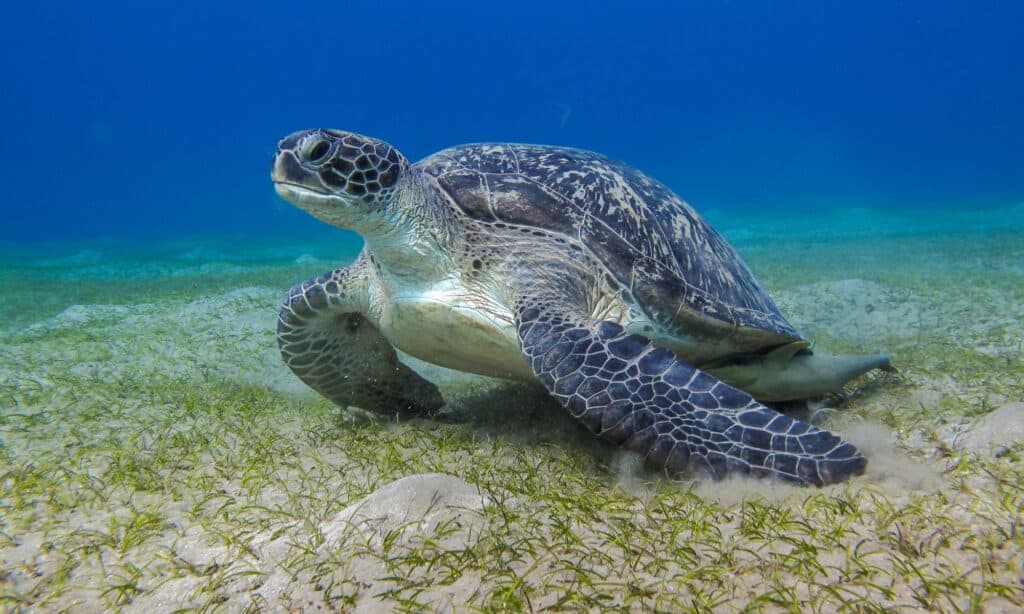 giant leatherback sea turtle mouth