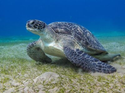 A Leatherback Sea Turtle
