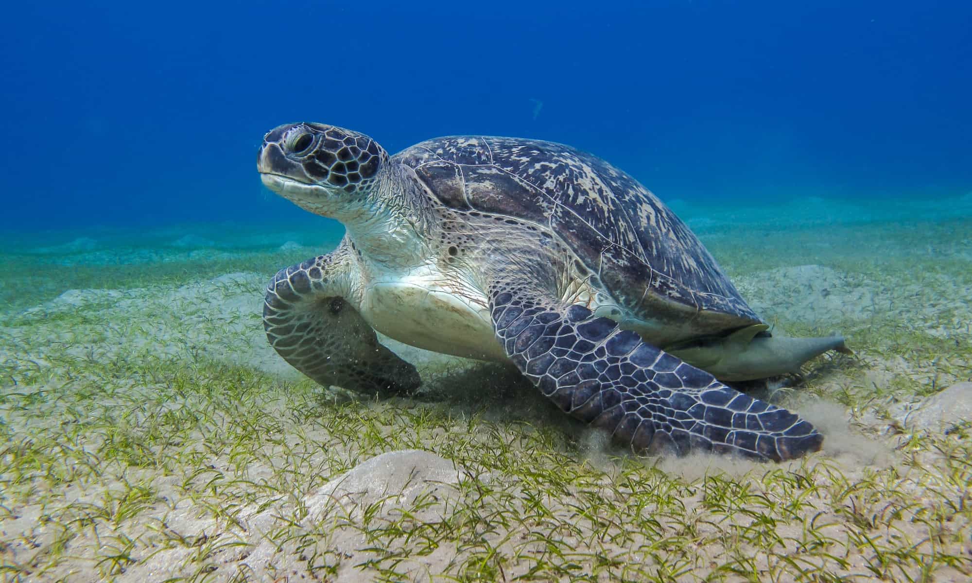 leatherback sea turtles swimming