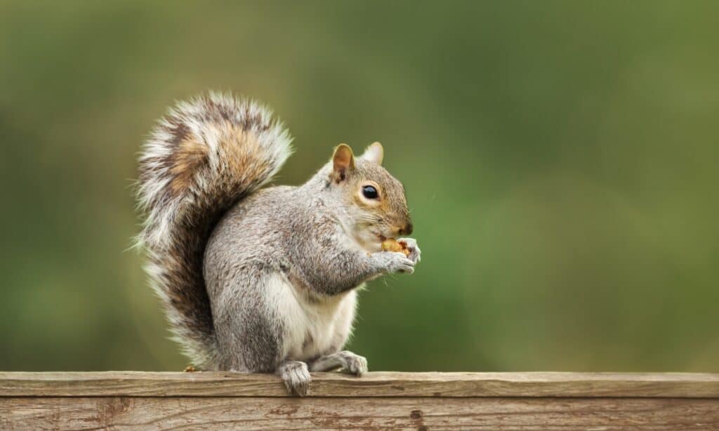 An Eastern grey squirrel perched on a weathered wooden rail, its tail, against its back, and holding something in its paw, as if to eat it. The squirrel is center frame, facing right. out-of-focus green background. 