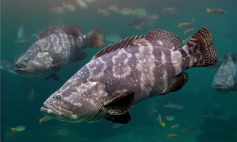 Pair of grouper