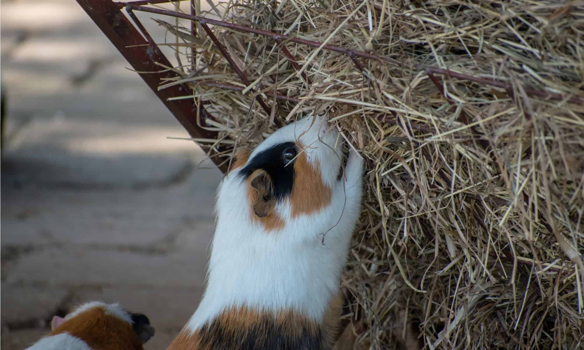 Best guinea clearance pig hay feeder