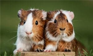 Guinea Pig Pet Guide: Everything a Pet Owner Needs To Know Picture
