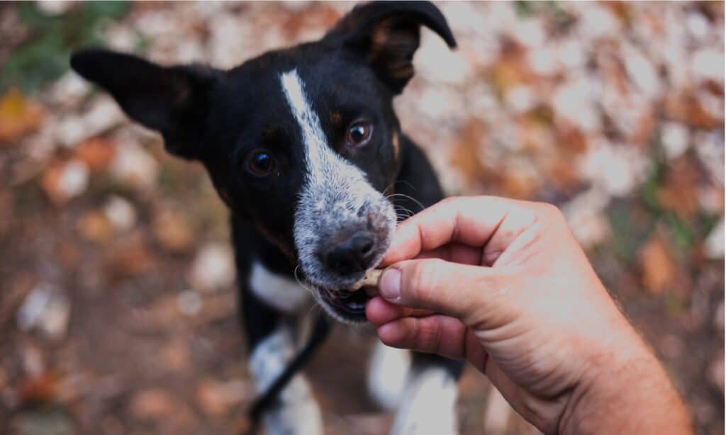 heartworm prevention for dogs