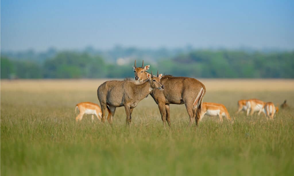 herd of nilgai