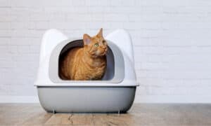 We Reviewed the Best High-Sided Litter Boxes Picture