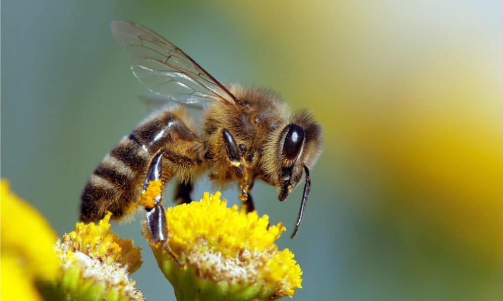honeybee on a flower