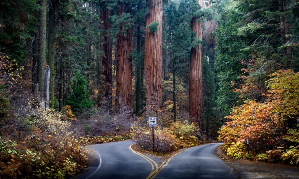 Sequoia National Park