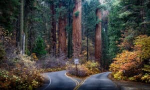The Largest Trees In California Picture