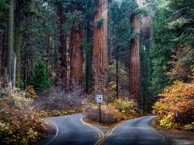 A The Largest Trees In California