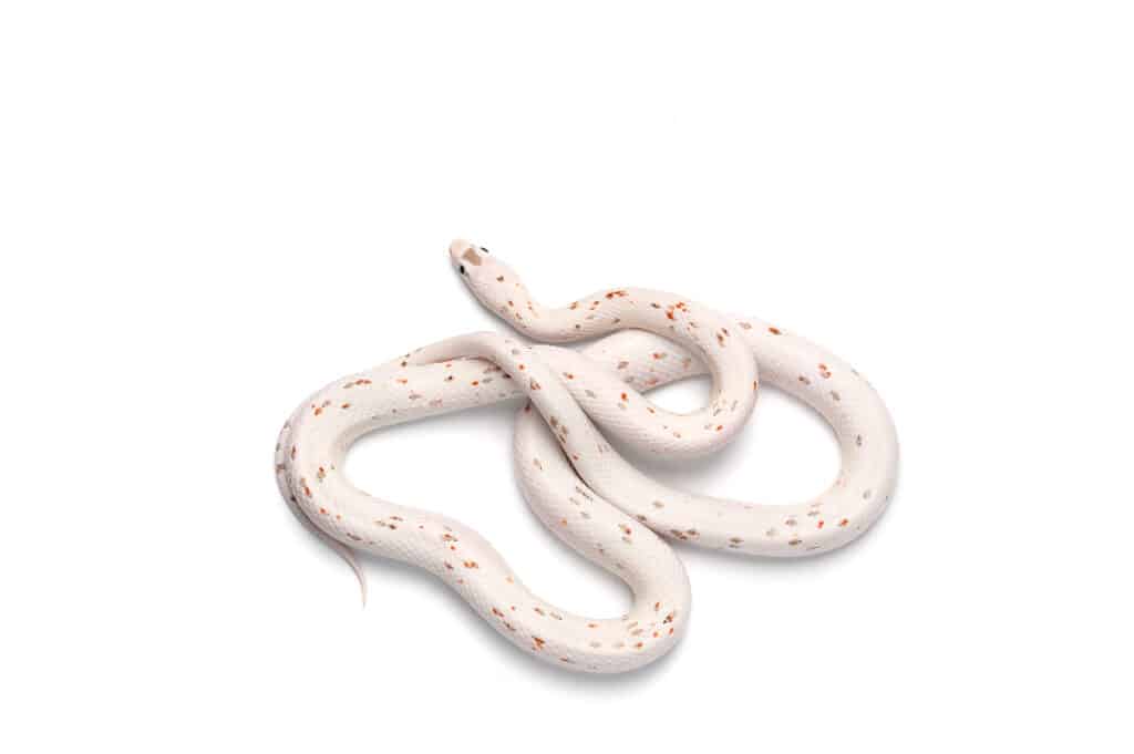 rare corn snake morphs