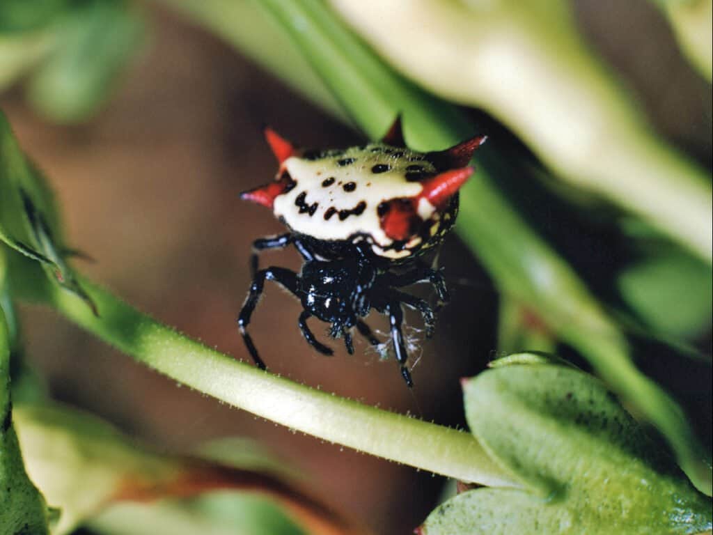  A back spiny orb-weaver spider crawling around.