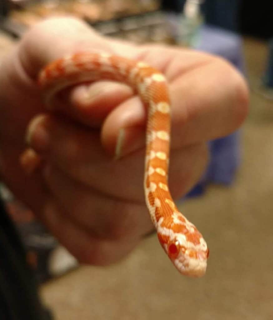 baby creamsicle corn snake