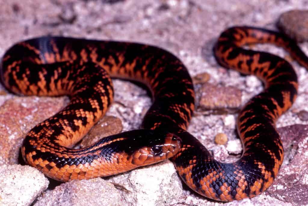 Collett’s snake on rocks.