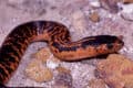 Collett’s Snake Animal Facts - Pseudechis colletti - A-Z Animals