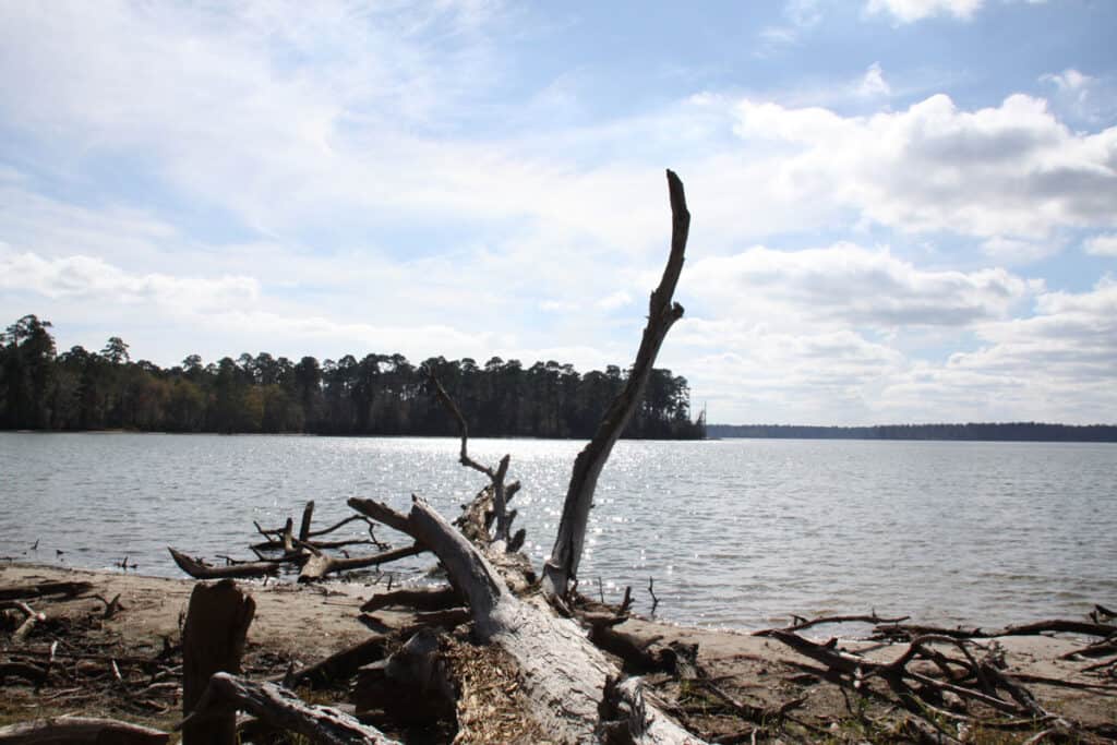 fallen timber by lake conroe