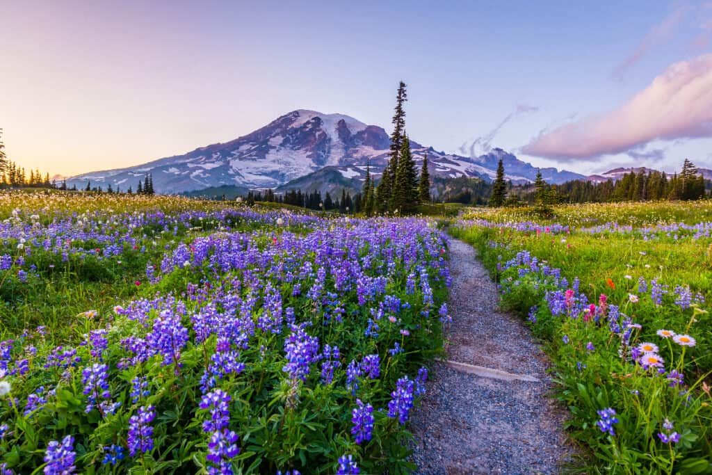 Mount Rainier National park