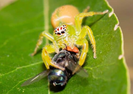 10 Spiders In Virginia - A-Z Animals