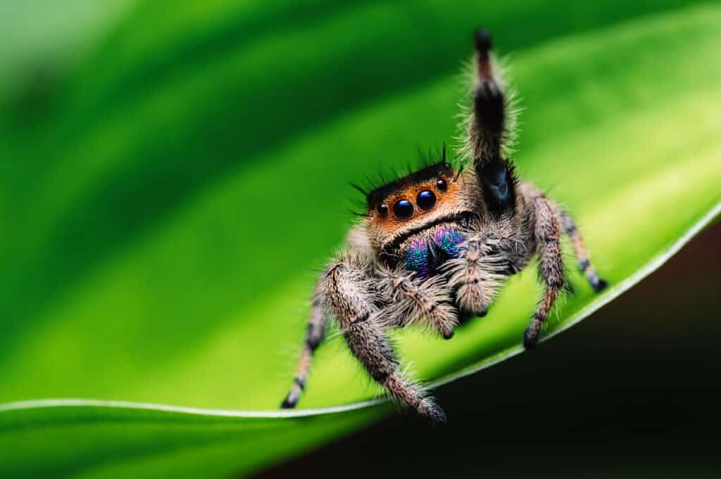 Female regal jumping spider on a leaf.