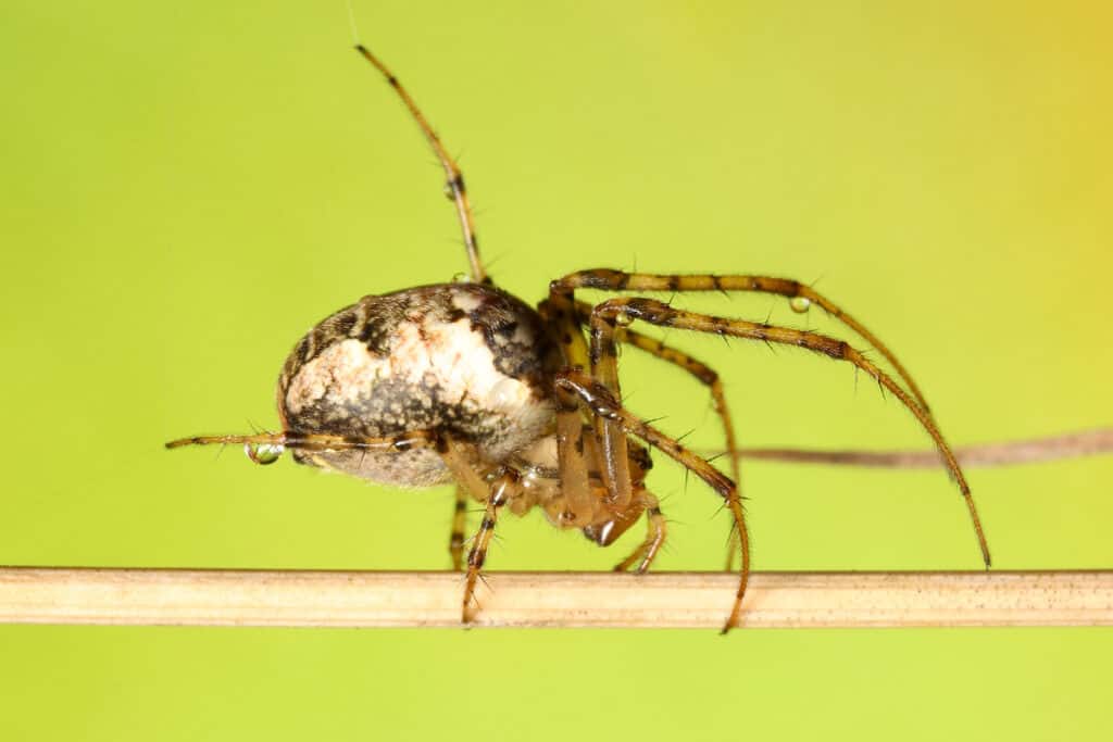 Daring Or Bold? N.H.'s New State Spider Tends To Hide From Humans