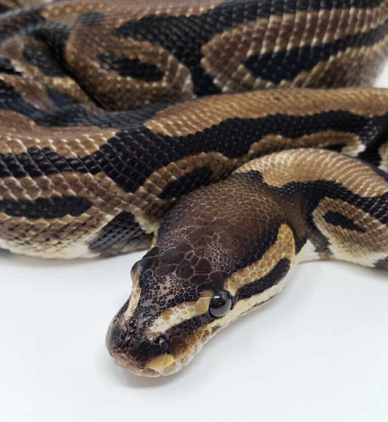 Are Ball Pythons Nocturnal Or Diurnal? Their Sleep Behavior Explained
