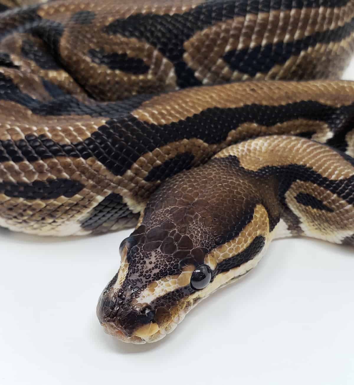 Are Ball Pythons Nocturnal Or Diurnal? Their Sleep Behavior Explained ...