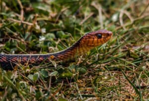 Garter Snakes in Oregon: Which Species Live There? Picture