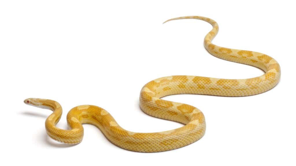 13 yellow snakes found – 10 Hunting