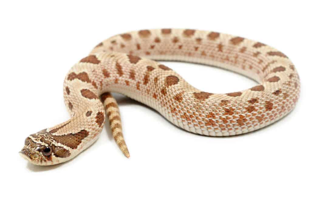 Mexican hognose