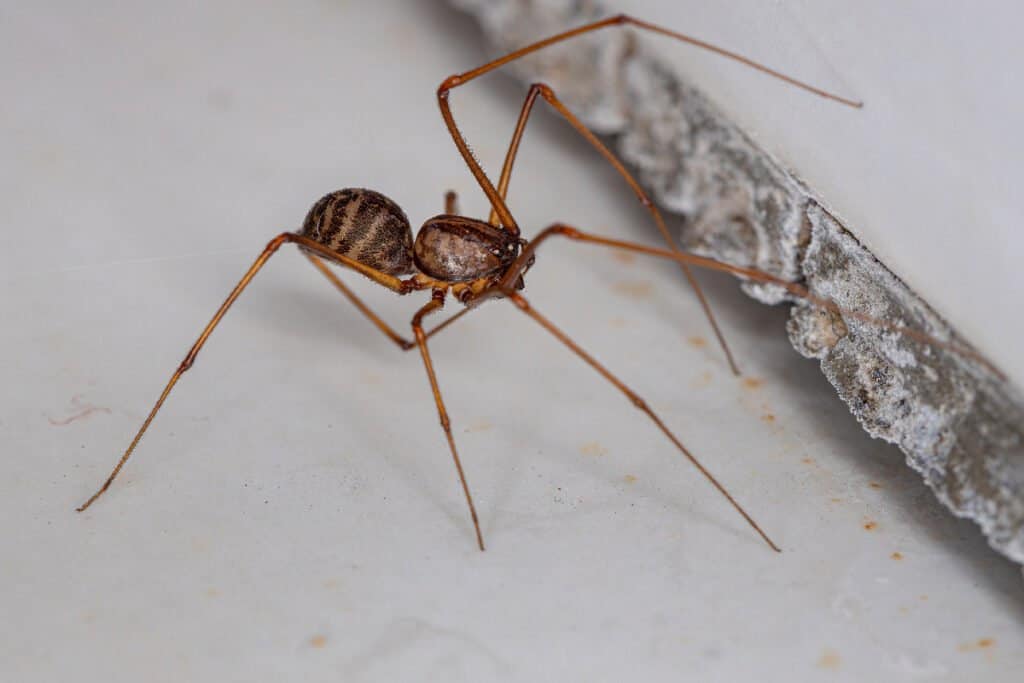 Spitting spiders spit venomous webbing